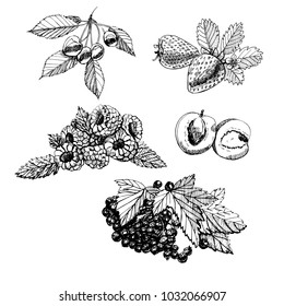 Set hand draw graphic sketch with berries and leaves on white background. vector illustration