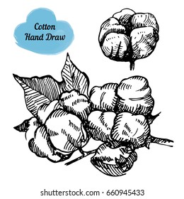 Set of hand draw ink cotton branch. Vector engraving illustration. Use for postcards, posters, wedding invitation, print for t-shirts, tissue, linens