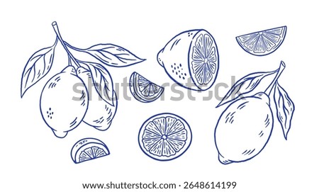 Set of hand draw lemon with leaves vector illustration. Doodle sliced citrus fruit isolated. La dolce vita. Italy summer sketch style 