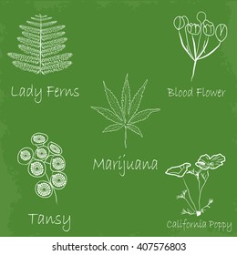 set of hand draw medecinal herbs