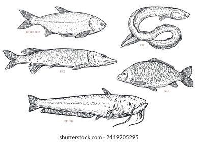 Set hand draw river fish in sketch cartoon style. Pike, eel, catfish, carp. Vector illustration.