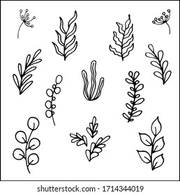 Set of hand drawing branch vector illustration for any design Doodle style. Graphic design elements. Black and white botanical illustration.