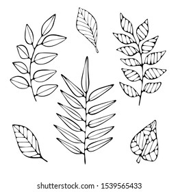 Set of hand drawing branches and leaves. Botanical decorative illustration. Suitable for coloring book pages.