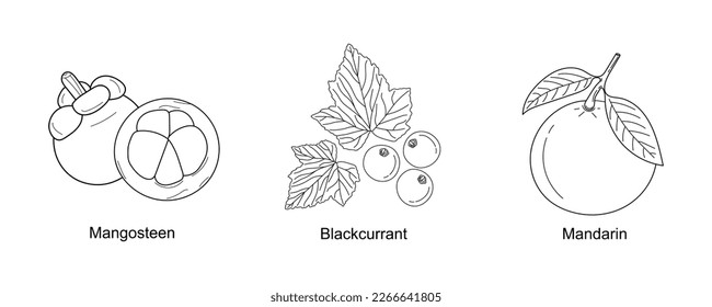 Set of hand drawing fruits Mangosteen, Blackcurrant, Mandarin isolated on white background. Line art organic fruits icon. Linear healthy fruits collection for packaging. Vector illustration