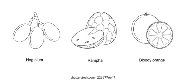 Set of hand drawing fruits Spondias or hog plum, Ramphal or Custard apple, Bloody orange isolated on white background. Line art organic fruits icon. Linear healthy fruits collection for packaging. Vec