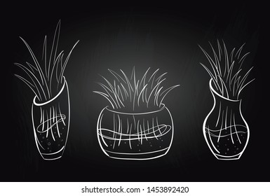 Set of hand drawing grass in transparent vases. Isolated vector objects.