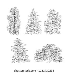 Set Hand Drawing Trees Stock Vector (Royalty Free) 1181930236 ...