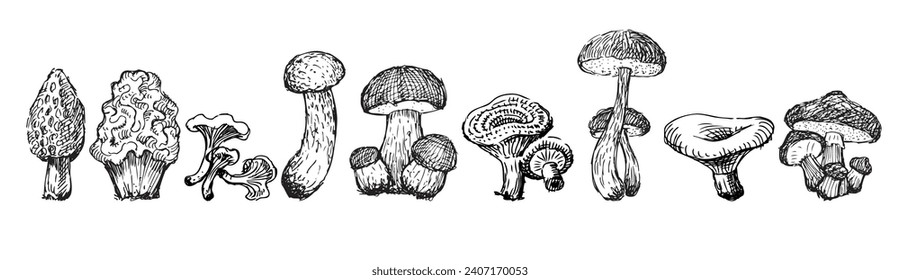 Set of hand drawings of various edible boletus mushrooms, chanterelles, russula, honey mushrooms, milk mushrooms, boletus isolated on white