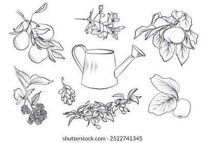 a set of hand drawings of watering cans, pears, blackberries, barberry, dogwood, currants, quinces, apple trees vector