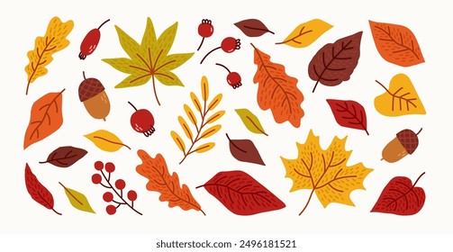 Set of hand drawn abstract autumn leaves and berries. Fall leaves, maple, acorns, berries, oak, rowan. Vector trendy flat illustration.