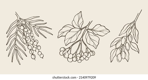 Set of hand drawn acai, elderberry, goji. Botanical illustration