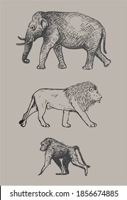 Set of hand drawn african animals