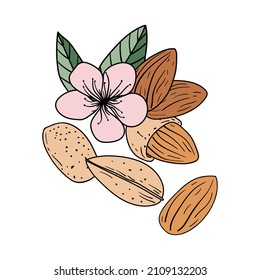 Set of hand drawn almond nuts with flower ans leaves. Vector elements separated from each other.