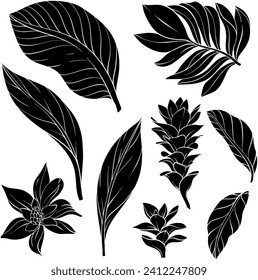 Set of hand drawn alpinia purpurata ginger flower, tropical plants and leaves silhouettes