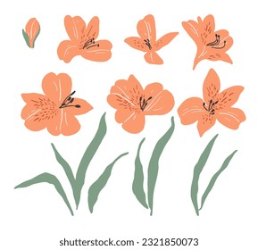 Set of hand drawn alstroemeria flowers