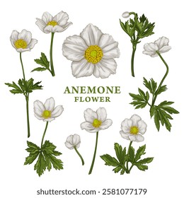 Set of hand drawn Anemone flower or wildflower. Vector illustration of plant elements for floral design. Colored sketch of flowers isolated on a white background. Beauty bouquet of Anemone sylvestris