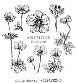 Set of hand drawn Anemone flowers or windflower. Vector illustration of plant elements for floral design. Black and white sketch isolated on a white background. Beautiful bouquet of Anemone sylvestris