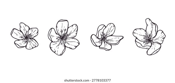 Set of hand drawn apple flower heads vector isolated illustration. Blooming spring blossoms clip art. Graphic sketch element for wedding invitation, greeting card and botanical design. Top view.