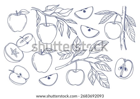 Set of hand drawn apples. Apple fruit outline set. Collection of apple sketches. Illustration.