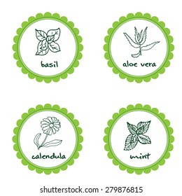 Set of hand drawn aromatic and medicinal plants - basil, calendula, mint, aloe vera. Vector illustration.
