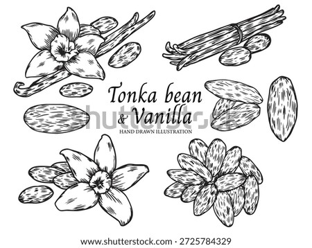 Set of hand drawn aromatic Tonka bean and Vanilla outline drawing illustration