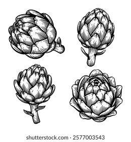 Set of Hand Drawn Artichoke, Line Art Engraving Style Vector Illustration Collection