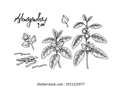 Set of hand drawn Ashwagandha branch with berries, root and leaves isolated on white background. Vector illustration in sketch style.