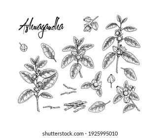 Set of hand drawn Ashwagandha branch with berries, root and leaves isolated on white background. Vector illustration in sketch style.