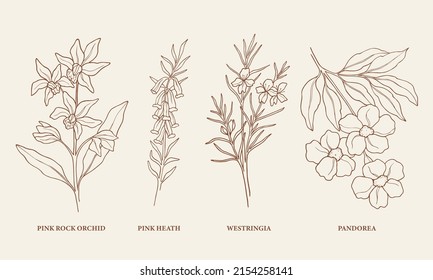 Set of hand drawn Australian flowers and plants svg