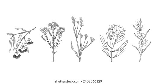 Set of hand drawn Australian native flowers and plants