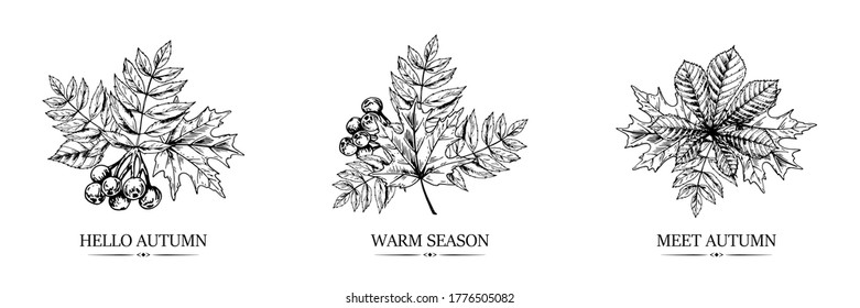 Set of hand drawn autumn designs with chestnut, maple and rowanberry leaves isolated on white background. Vector illustration