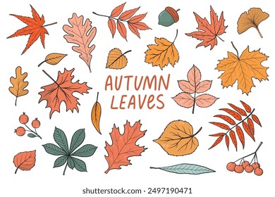 Set of hand drawn autumn leaves isolated on white background. Autumn leaves for stickers, clip art, posters, prints, cards, wallpaper, elements, etc. EPS 10