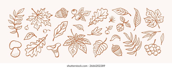 Set of hand drawn autumn leaves and berries in sketch style. Line art collection. Fall doodle elements. Leaf maple, chestnut, oak, mushrooms, rowan, blueberry, acorn, raspberry. Vector illustration.