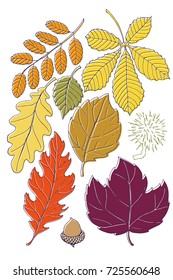 Set of hand drawn Autumn leaves