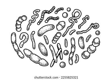 Conjunto de bacterias y microorganismos extraídos a mano. Ilustración vectorial en estilo de esbozo. Diseño científico de microbiología realista