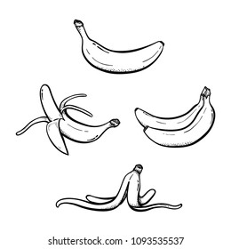 Set Of Hand Drawn Banana Illustrations Vector Sketch Drawing