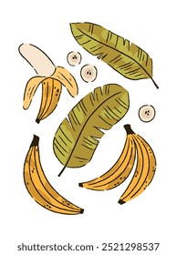 Set of hand drawn bananas and banana leaves. Vector illustration. Tropical flat design.