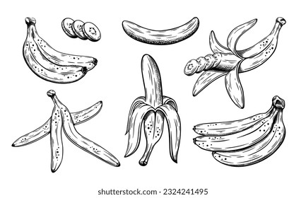 Conjunto de boceto de plátanos dibujados a mano aislados en fondo blanco. Ilustración del vector