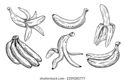 Set of hand drawn bananas sketch isolated on white background. Vector illustration