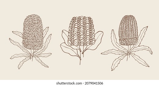 Set of hand drawn banksia flowers. Australian native plants svg
