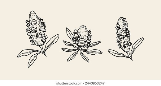 Set von handgezogenen Banksia-Samenkapseln. Australische Pflanzen	