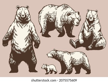 Set of Hand Drawn Bear Collection in Vintage Style