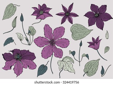 Set of hand drawn beautiful clematis flowers and leaves
