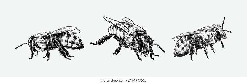 Set of hand drawn of bee, honeybee. Isolated on white background. Vector illustration.