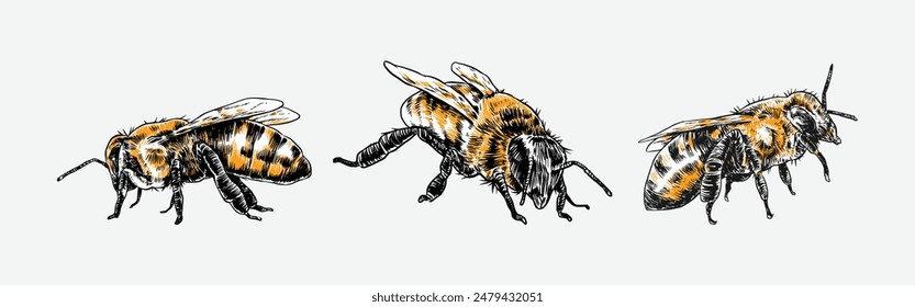 Conjunto de mano dibujado de abeja, abeja. Aislado sobre fondo blanco. Ilustración vectorial.