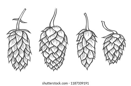 Set of hand drawn beer hop illustrations. Design element for logo, label, emblem, sign. Vector illustration