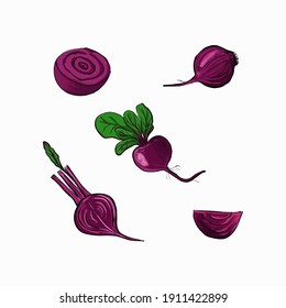 Set of hand drawn beetroot whole, half, quarter isolated on white. Vector cartoon illustration.
