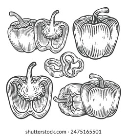 Set of Hand Drawn Bell Pepper, Engraving Style Vector Illustration