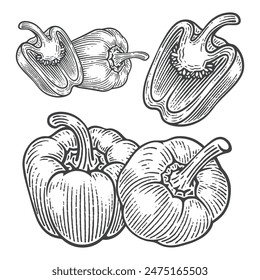 Set of Hand Drawn Bell Pepper, Engraving Style Vector Illustration