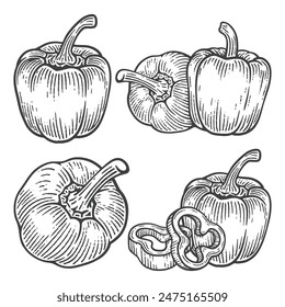 Set of Hand Drawn Bell Pepper, Engraving Style Vector Illustration